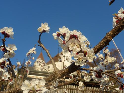 a tree with white flowers in front of a building at Hotel Restaurant Schwert Thun in Thun