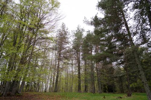 a forest with tall trees and green grass at Petrini Gonia in Livadero
