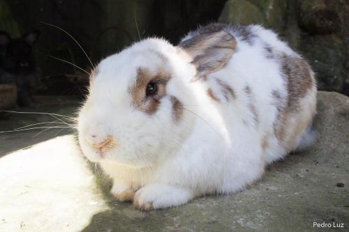 a white and brown rabbit sitting on a rock at Pousada Romântica Serra da Mata in Penedo