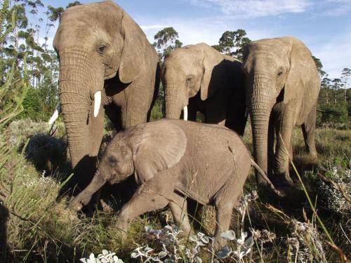 a group of elephants standing next to a baby elephant at THEBLOEM Guest Suites by Knysna Paradise Collection in Knysna