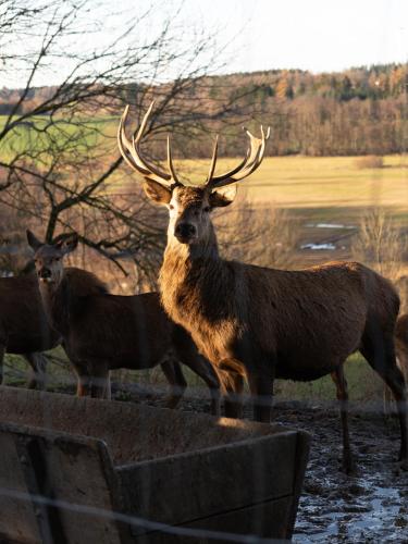 a deer with large horns standing in a field at Gutshotel Odelzhausen in Odelzhausen