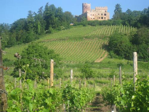 Gite MUSCAT en Alsace sur la route des vins