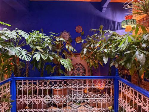 un balcon avec des plantes dans un mur bleu dans l'établissement Casa Amina, à Chefchaouen