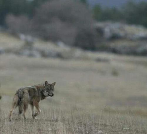 a wolf walking through a field of grass at L'Antica Locanda da Gigino in Corniolo