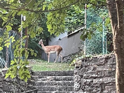 a deer standing next to a stone wall at L'Antica Locanda da Gigino in Corniolo