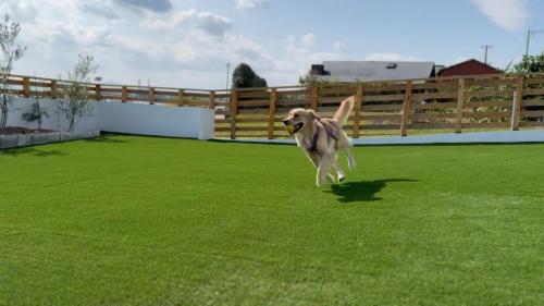 a dog running on a field of grass at Aoniwa Awaji - Sea, Sky, Swing in Awaji