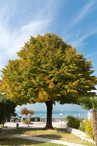 a large tree in front of the beach at Villa Pioppi Hotel in Sirmione