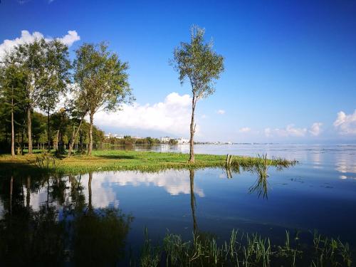 a tree sitting in the middle of a lake at Erhaike Seaview Inn in Dali