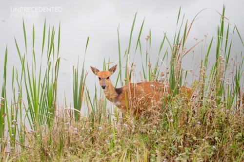 a baby deer standing in the tall grass at Rain Farm Game Lodge in uMhlali