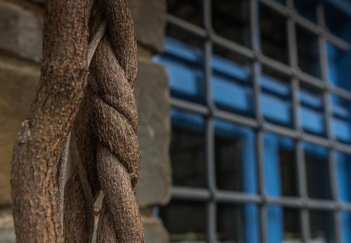 a close up of the side of a tree at Petroto in Fragkades