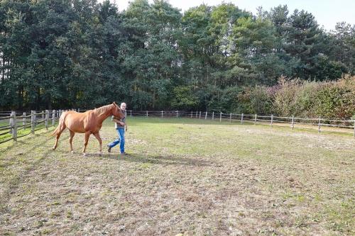 a man walking a brown horse in a field at B&B Zinnen en Minnen in Herselt