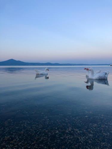 three birds swimming in a body of water at DomusBiri in Bracciano