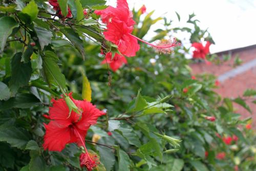 a group of red flowers on a tree at Pousada Recanto do Japa in Nilo Peçanha