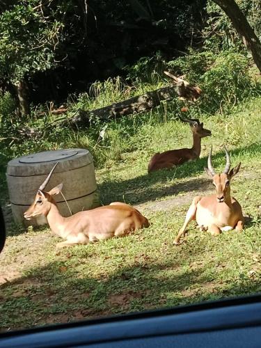 a group of animals laying in the grass at Umzumbe Chalets Share Block ltd in Umzumbe
