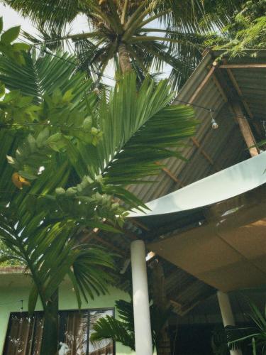a palm tree is growing in a building at Eagle Point Riverside Stay in Weligama