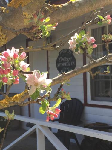 una rama de árbol con flores rosas delante de un edificio en Coonawarra's Pyrus Cottage, en Coonawarra