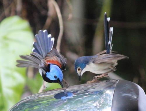 a bird standing on the side of a car mirror at Mossman Gorge Bed and Breakfast in Mossman