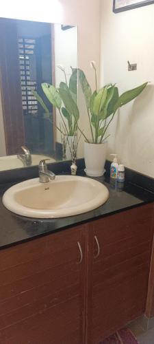 a bathroom sink with a potted plant on a counter at Puthooram Veedu in Kannur