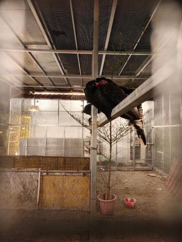 a bird standing on a pole in a cage at Tapama Resort Bakkhali in Bakkhali