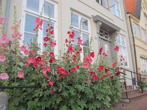 a bed of red flowers in front of a house at Am Hafen 13 in Glückstadt