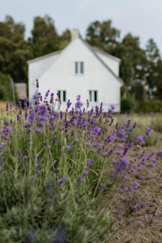 a field of purple flowers in front of a white house at Katrina Summer House in Jūrmalciems