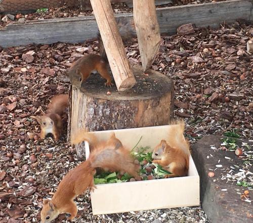 a group of squirrels eating food out of a box at Guest House Mazais Ansis in Rubene