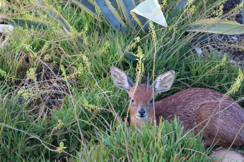a deer is sitting in the tall grass at Grysbok Self Catering Accommodation in Oudtshoorn