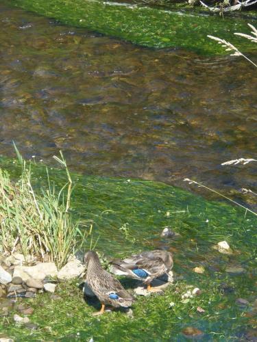Animales en el bed and breakfast o alrededores