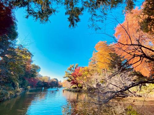 a view of a river in the fall at Forest Inokashira in Mitaka