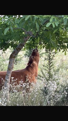 a horse laying in the grass under a tree at Aguglia Persa - Double Room with Private Lounge in Noto