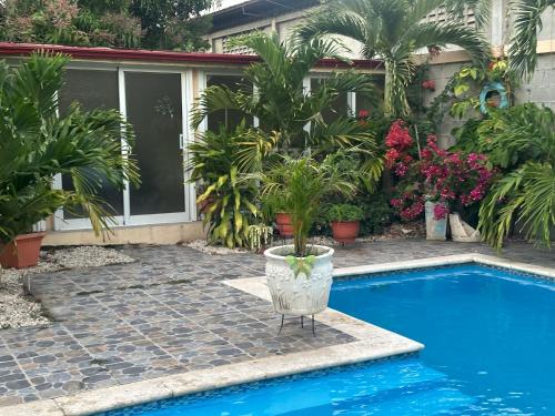 a pool with a plant in a pot next to a house at Casita de las flores in San José de Ocoa