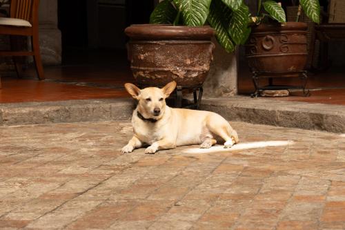 a dog laying on the ground on a brick sidewalk at Hotel Posada San Agustin in Durango