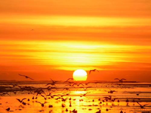 a flock of birds flying over a beach at sunset at River View Cottage in Berwick-Upon-Tweed