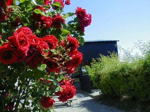 a bunch of red roses on a bush with a bench at Vejskrækgården in Fæbæk