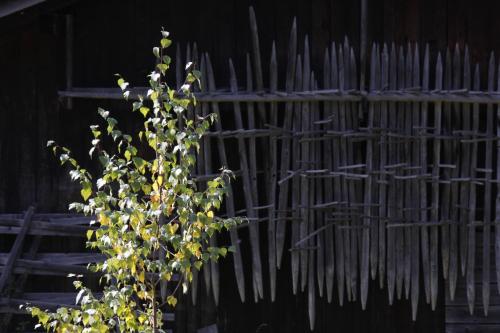 a plant in front of a wooden fence at Landhaus Elke in Reith bei Seefeld