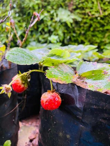 two strawberries on a plant in a pot at Siloneeds HOSTEL in Nuwara Eliya