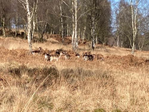 a herd of animals grazing in a field with trees at En-Suite Private Room Brocton Village