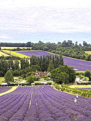 a large purple flower field with a person in the middle at Castle Hotel in Eynsford