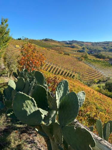 a cactus on a hill next to a vineyard at Agriturismo La Ruota in Montelupo Albese