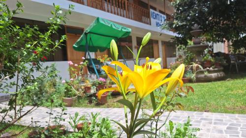 a yellow flower in a garden in front of a building at Kenti's Home Ollantaytambo in Ollantaytambo
