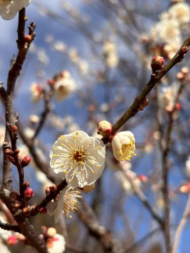 a branch of a tree with white flowers on it at 梅の宿 Umenoya 小田原城5分箱根15分城下町と温泉を愉しむ東海道の古民家ステイ PC1 in Odawara