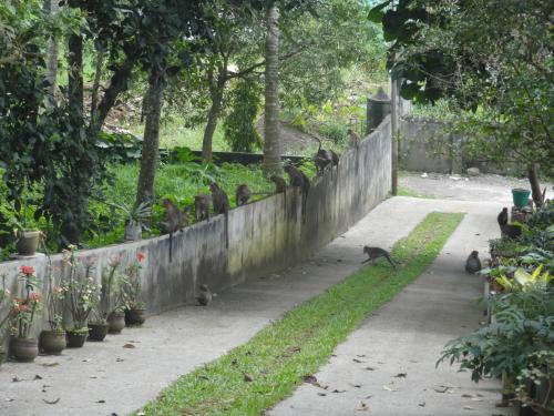 a group of monkeys walking along a concrete wall at Neema Homes in Thekkady