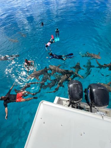 Island Scuba tesisinde konaklayan konuklar