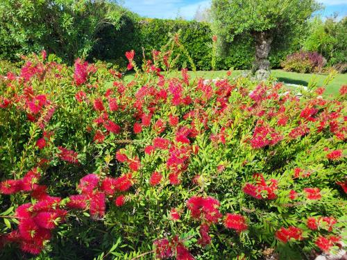 a field of red flowers in a garden at Belvedere in Isola Albarella