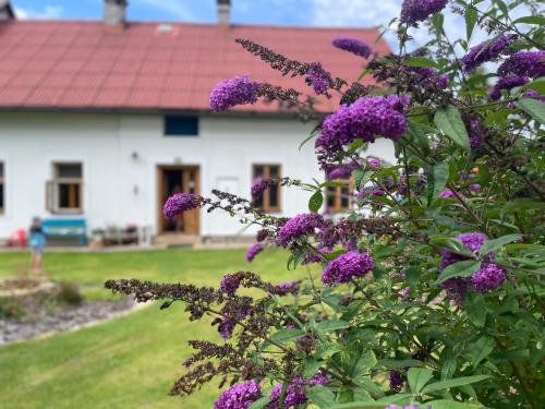 a bush with purple flowers in front of a house at Na chalupu do Líšnice in Líšnice