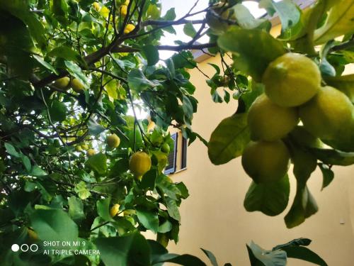 a tree with lots of green fruit on it at Angolo Azzurro in Asciano Pisano
