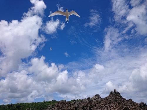 a white bird is flying in the sky at Kaeruya in Nakijin