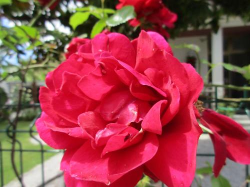 a red rose in front of a fence at CASA ROMAN ITALIA, Center Sacile in Sacile
