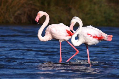 two flamingos are standing in the water at Hôtel Belle Vue d'Angleterre in Le Grau-du-Roi