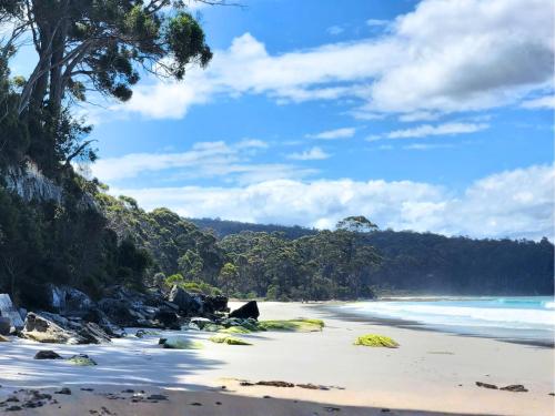 a sandy beach with trees and the ocean at Bruny Island Holiday Park in Adventure Bay